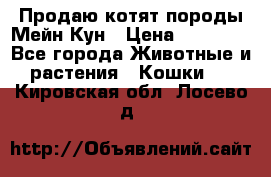 Продаю котят породы Мейн Кун › Цена ­ 12 000 - Все города Животные и растения » Кошки   . Кировская обл.,Лосево д.